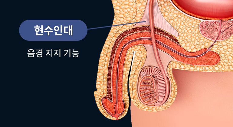 현수인대(음경 지지 기능) 위치 표시 일러스트